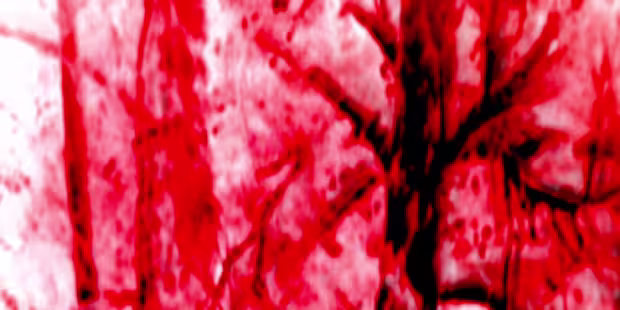 Abstract rood-zwart beeld bij h2 De Tijd, ge&iuml;nspireerd op compositie van Louis Andriessen en Japanse gakaku